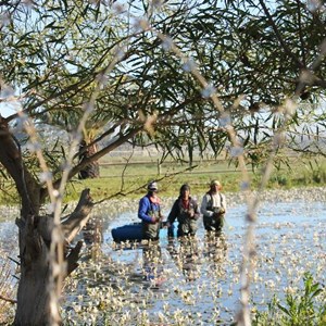 picking waterblommetjies in the Boland