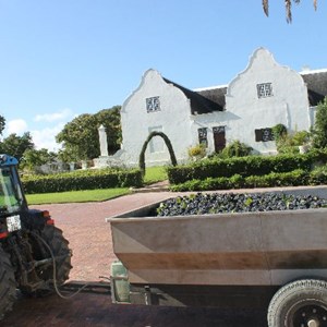Pinot Noir grapes waiting to be destemmed at Meerlust 7 Feb 2013