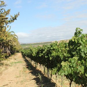 Meerlust vineyards