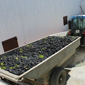Meerlust Pinot Noir grapes arriving to be destemmed 7 Feb 2013