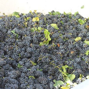 Meerlust - freshly picked Pinot Noir grapes