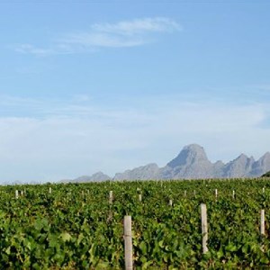 Meerlust Estate - Vineyards & Mountains