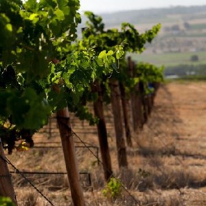 Vineyards at Meerlust Estate
