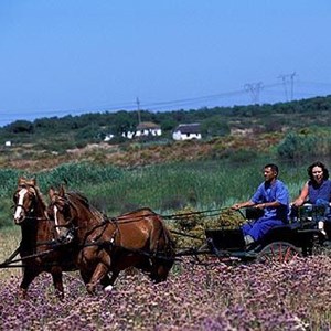 Horse cart rides