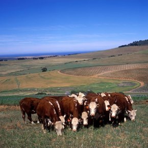 Nature wildlife cows