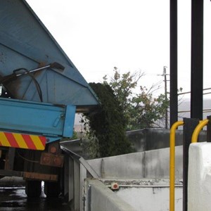 Grapes being dropped into the crusher.jpg