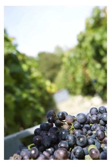 Harvest Festivals in the Winelands: January and February