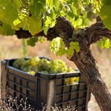 WINEFORGOOD: Old Vines, Liquid History