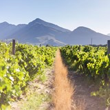 South African Young Wine Show 2022 regional champions