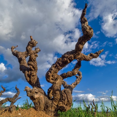 Pinotage: Time to get behind South Africa’s signature grape | wine.co.za