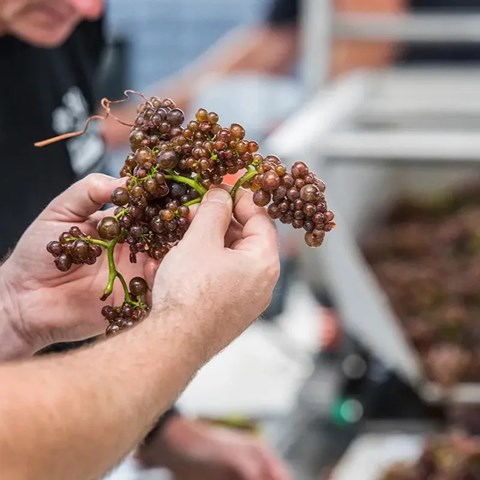 New Zealand Winegrowers releases its 2025 annual report