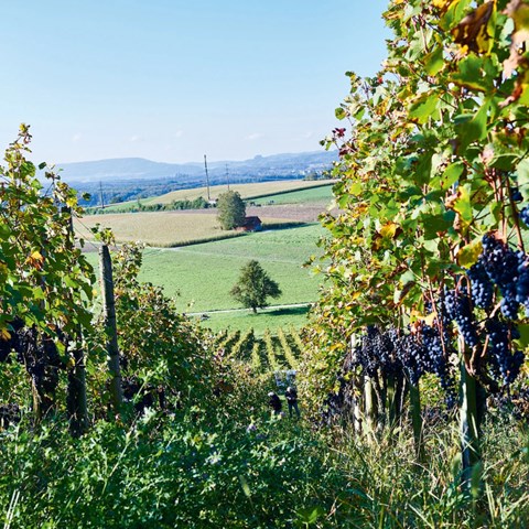 Organic viticulture in Switzerland: from niche to mainstream
