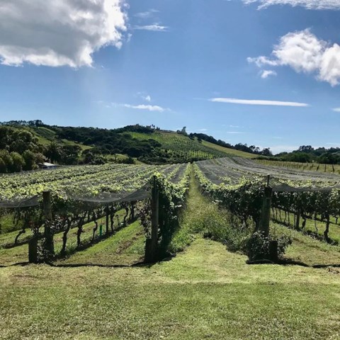 New Zealand faces tariffs, falling demand and new opportunities