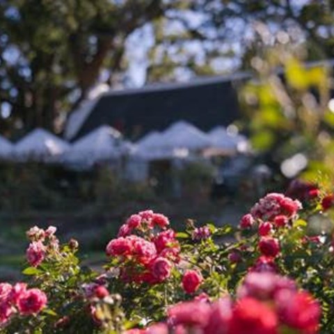 Step into history: Vergelegen unveils guided walk with wine tastings