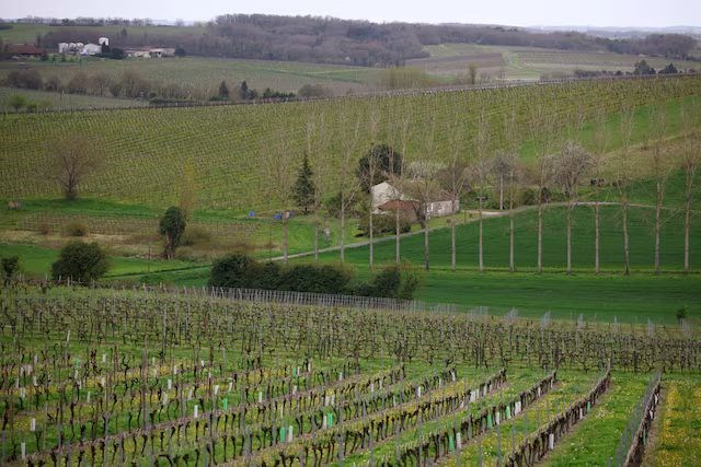 France to help wine industry with millions in aid for vines uprooting