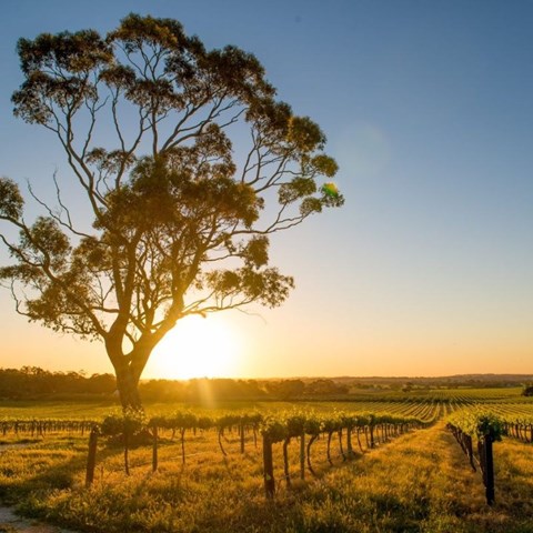 Australian wine output leaps 9%, outpacing demand