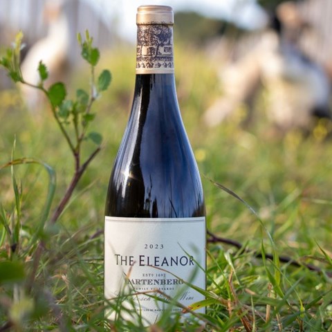 World Soil Day: Why healthy soils matter - and how Hartenberg is restoring the land beneath its vines