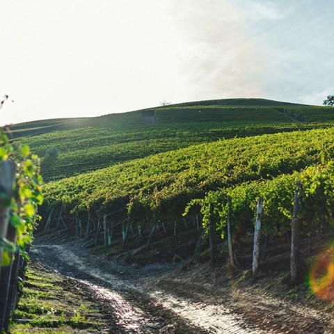 Wine nomads doing it for love