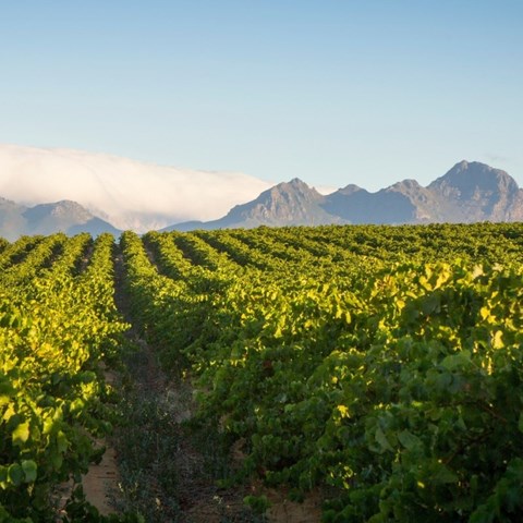South African wine grape crop maintains momentum heading into 2026