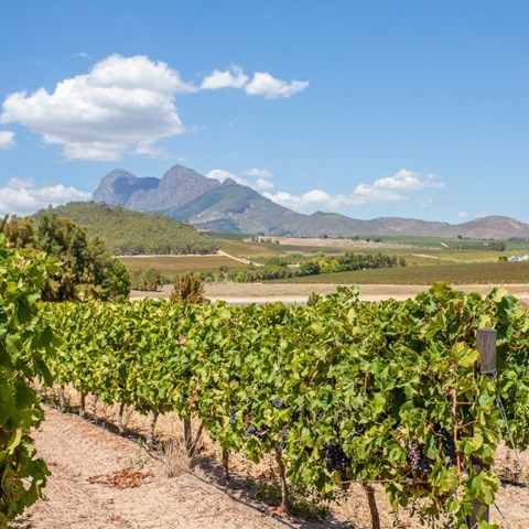 Passing the plough: Estate planning keeps South African farms alive beyond the farmer