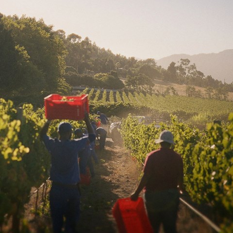 La Motte Wine Harvest 2026