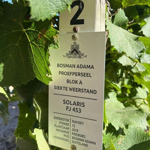 Future-proofing the wine industry: Bosman Adama pioneers new varieties