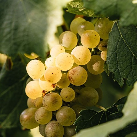 Timeless beauty at Lanzerac