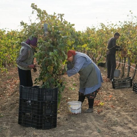 Ukraine’s wine industry endures hardships and adapts amid ongoing war