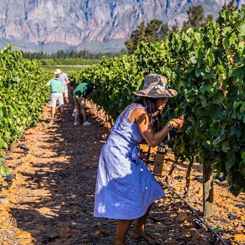 Must-attend harvest festivals in the South African Winelands