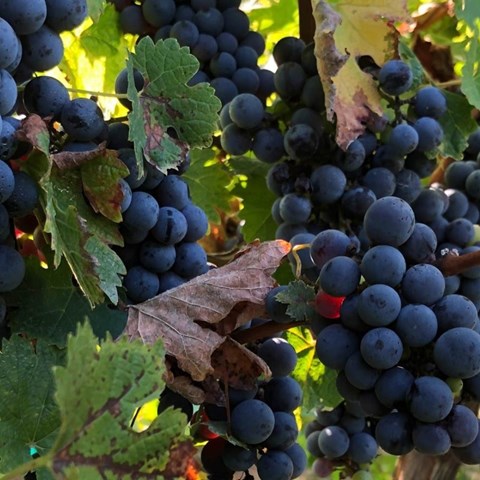 California could face grape shortage