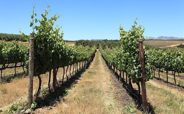 Long-term thinking is key to the South African wine industry's survival
