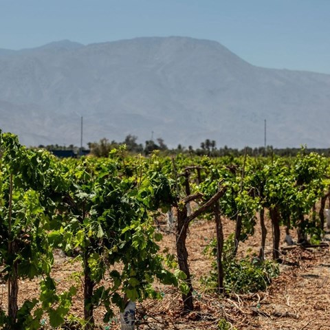 OIV empowers scientific research addressing major wine sector challenges