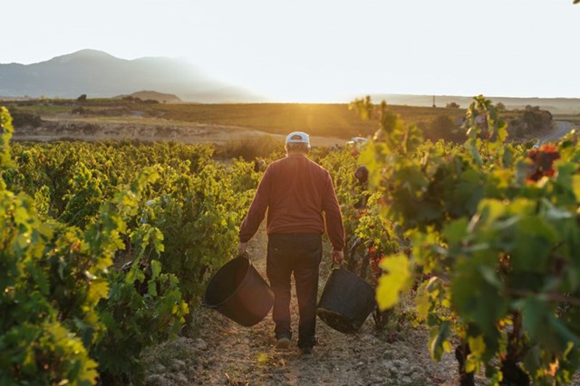 Spain's vineyards decline