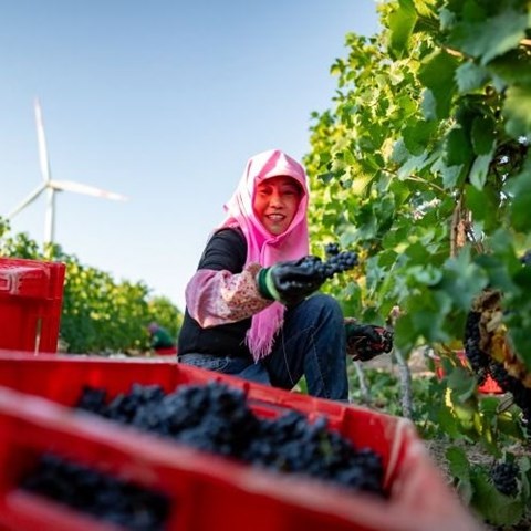 Chinese wine is no longer imitating Europe – it's defining itself