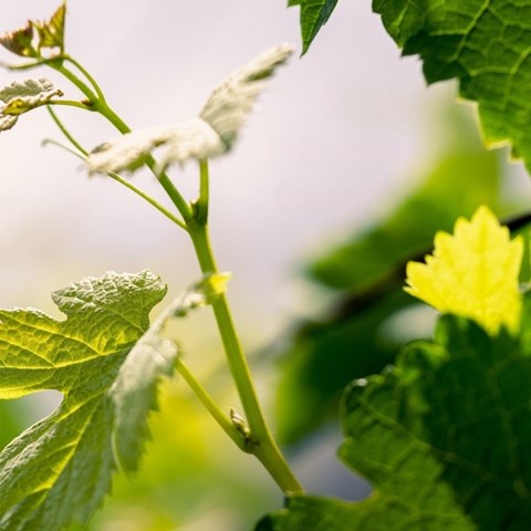 In the heart of Beyerskloof's harvest