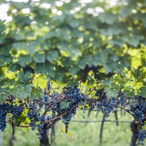 Can wine appellation systems withstand climate change?