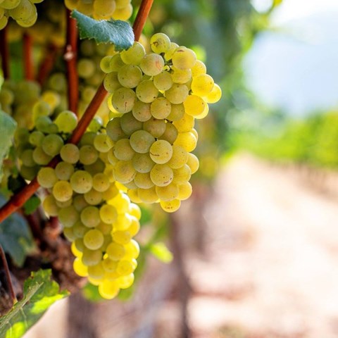 Early Kleine Zalze harvest shows generosity of yields and flavours