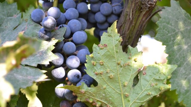 Is phylloxera still a threat to the global wine industry?