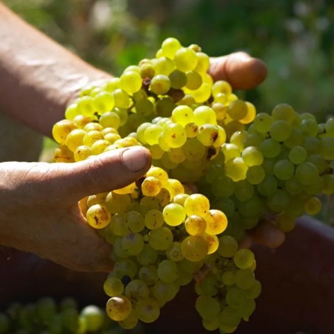 How Chenin Blanc became the cool kid's grape