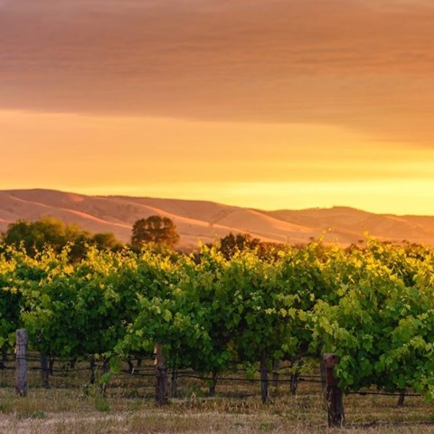 EU tariff removal ‘levels the competitive landscape’ for Australian wine