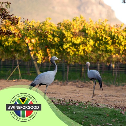 Stewardship in practice: Sustainability at Rust en Vrede