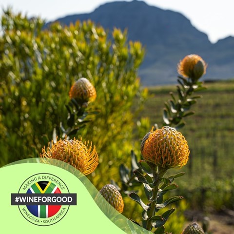 Delaire Graff's commitment to the planet: Create responsibly, give wholeheartedly, leave no trace