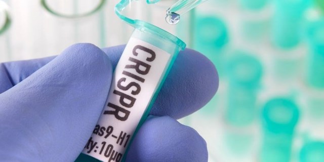 South African scientists edit grapevine DNA for the first time