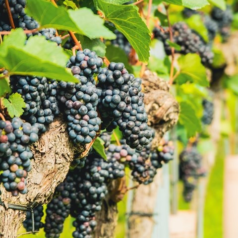 Spain's wine production falls 7.1%