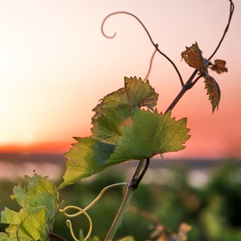 The wine industry remains under pressure