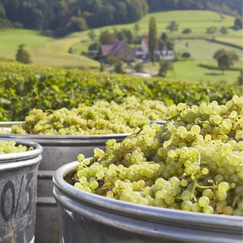 German wine harvest forecast to fall 20% below average