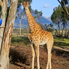 Villiera Giraffe
