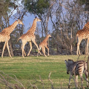 Villiera Wildlife sanctuary - baby Giraffe