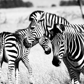 Zebras B&W
