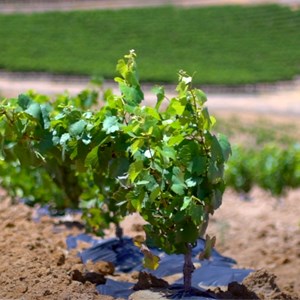 Vineyard Growing
